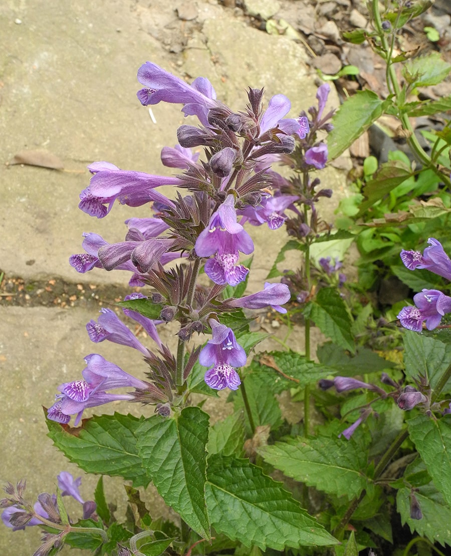 Изображение особи род Nepeta.