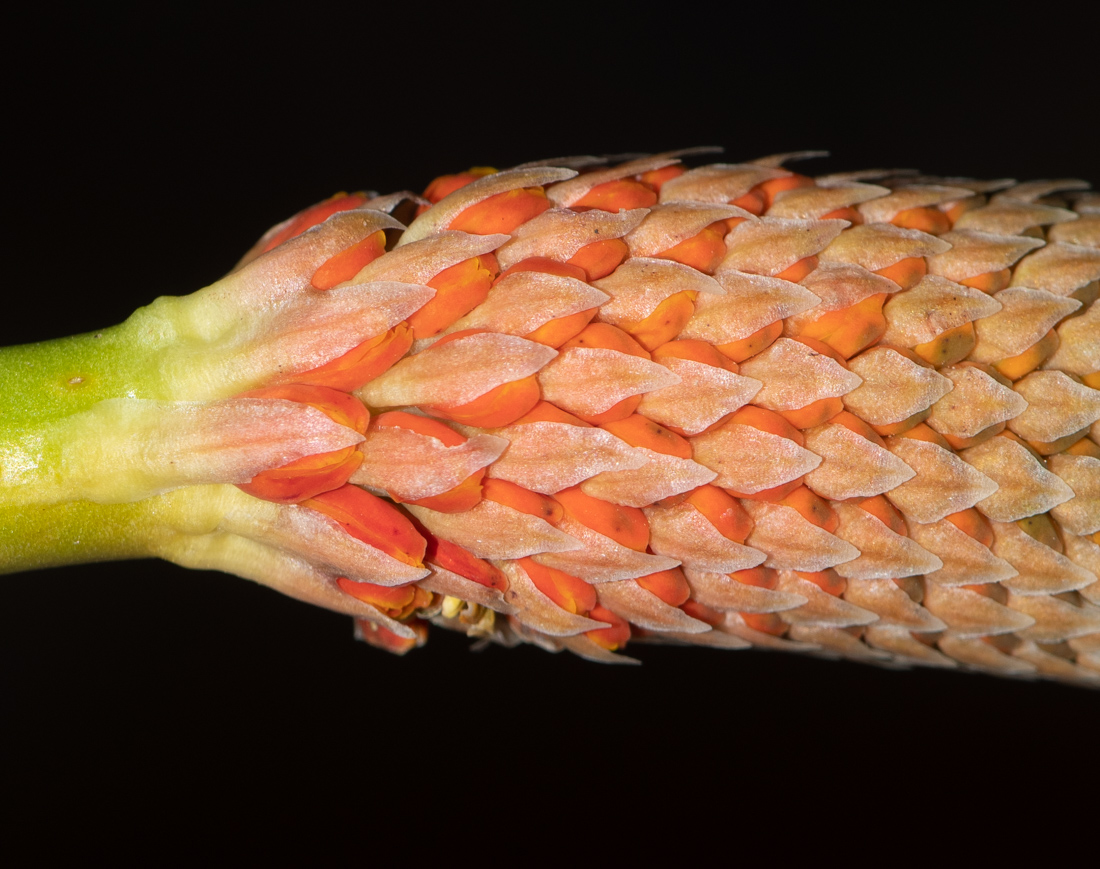 Image of Bulbinella latifolia specimen.