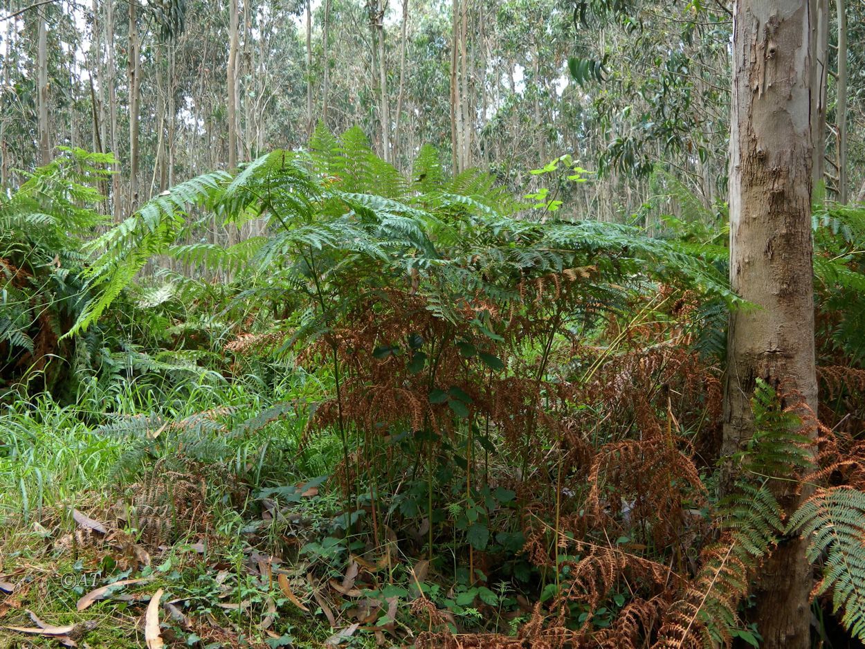 Изображение особи Pteridium aquilinum.