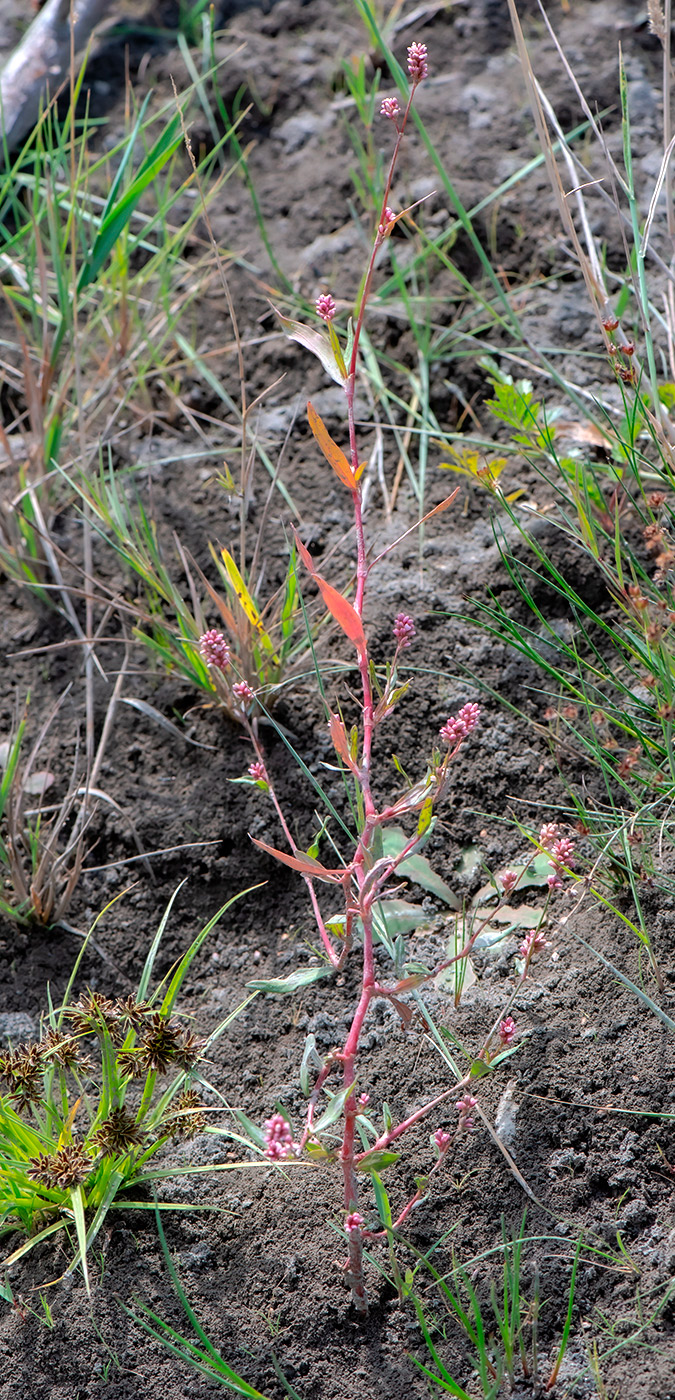 Image of Persicaria maculosa specimen.