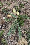 Astragalus virens