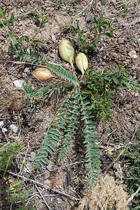 Image of Astragalus virens specimen.