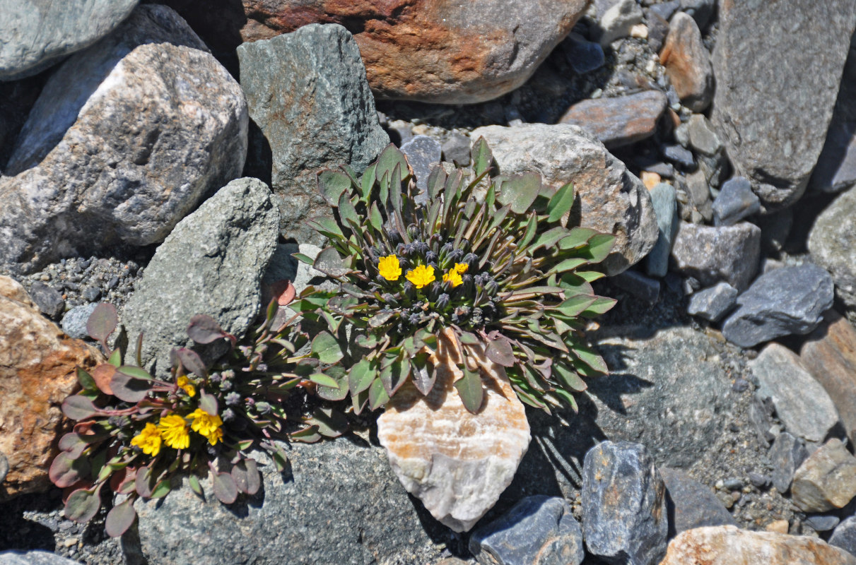 Image of Crepis nana specimen.