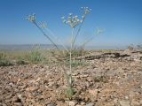 Schtschurowskia margaritae. Зацветающее растение. Южный Казахстан, Сырдарьинский Каратау, горы Улькунбурултау, ≈ 750 м н.у.м., платообразный блок с поверхностью из разрушенных известняковых конгломератов. 16 мая 2021 г.