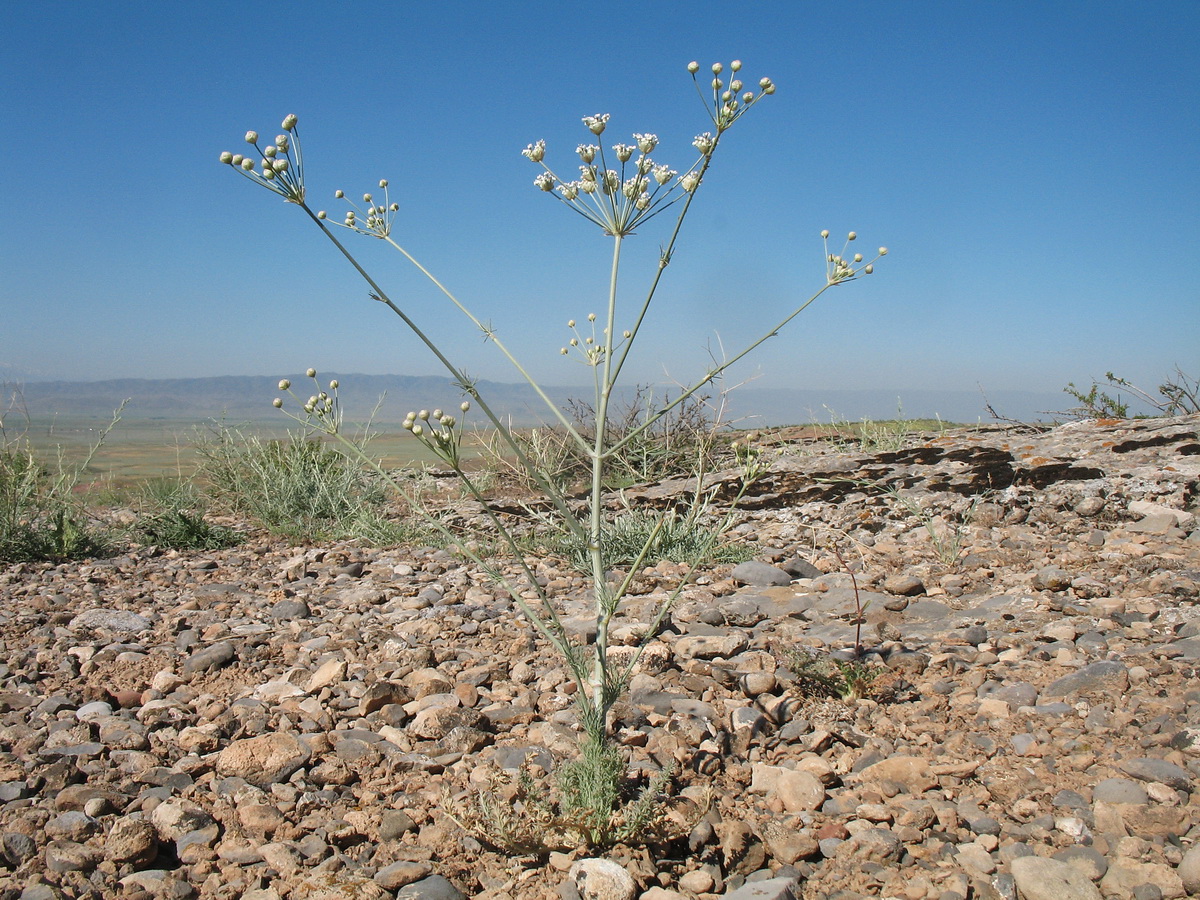 Image of Schtschurowskia margaritae specimen.