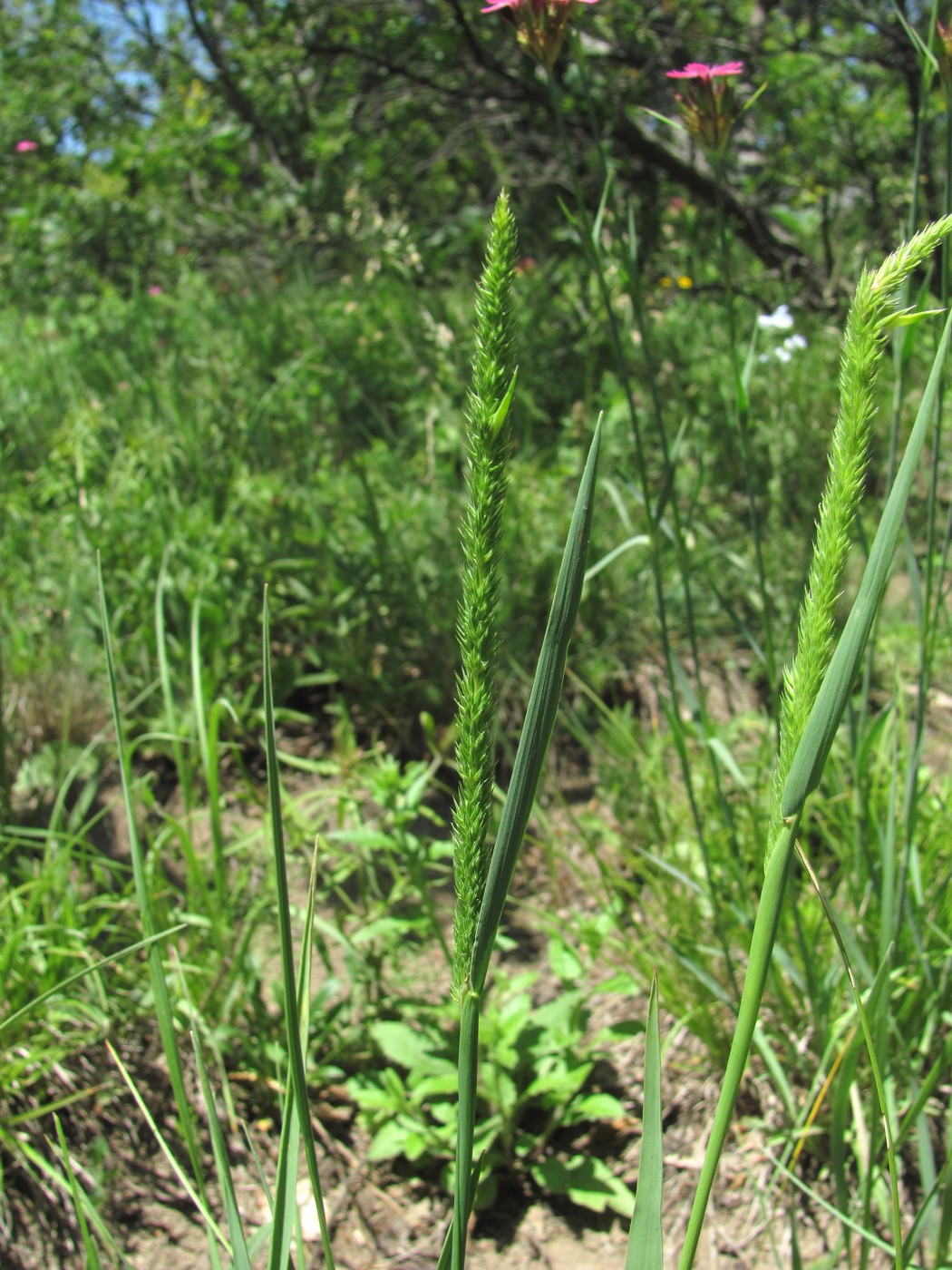 Изображение особи Phleum montanum.