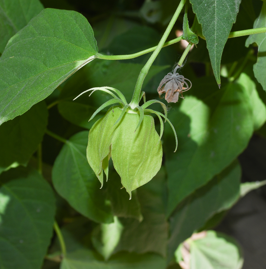 Image of Hibiscus laevis specimen.