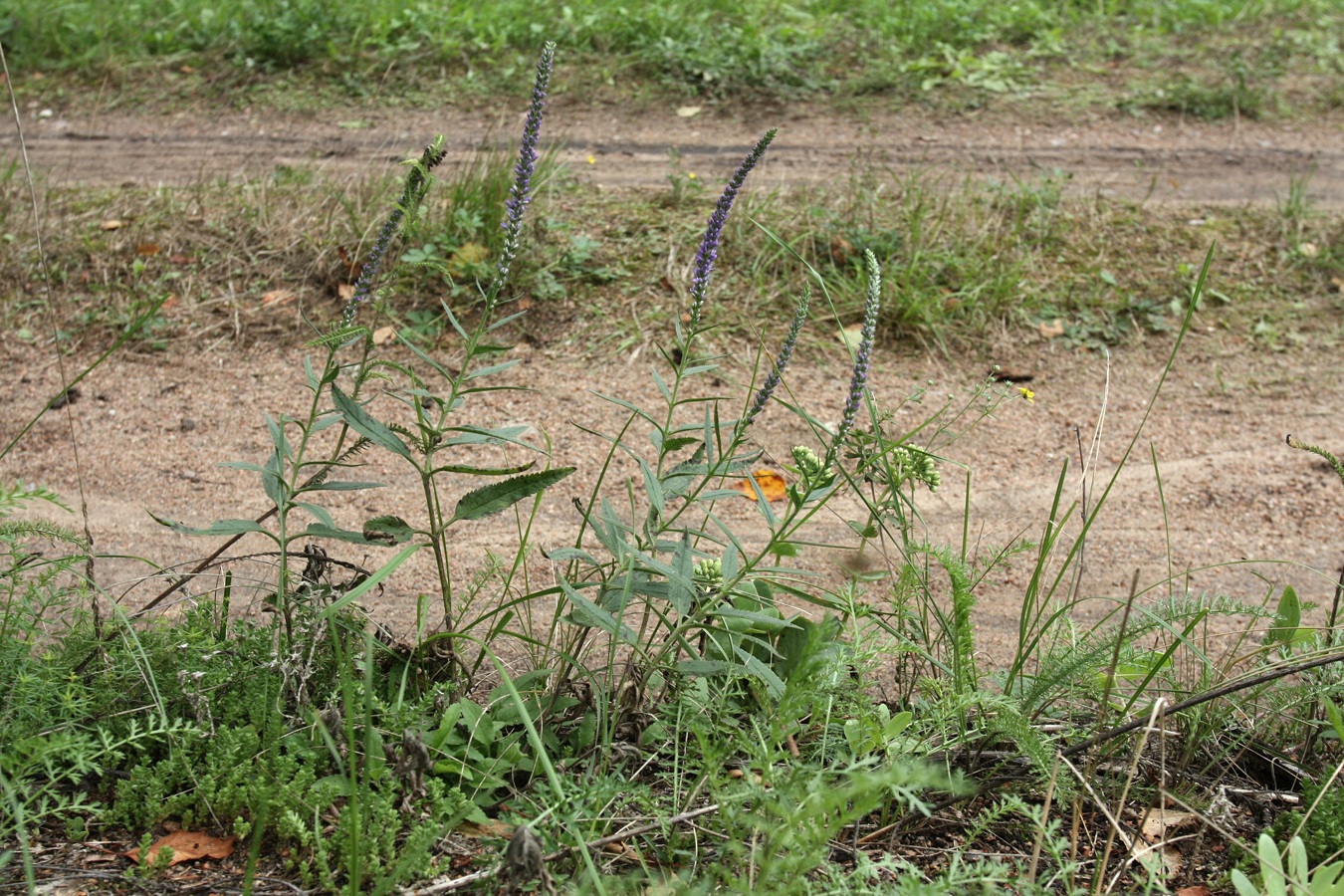 Image of Veronica spicata specimen.