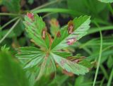 Potentilla erecta