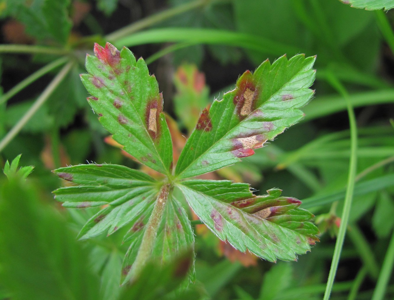 Изображение особи Potentilla erecta.