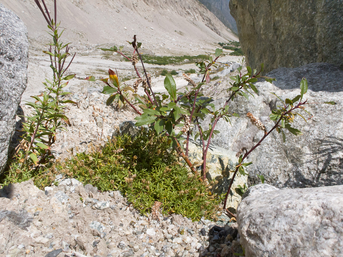 Image of Salix caucasica specimen.