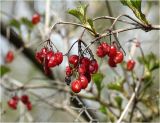 Viburnum opulus