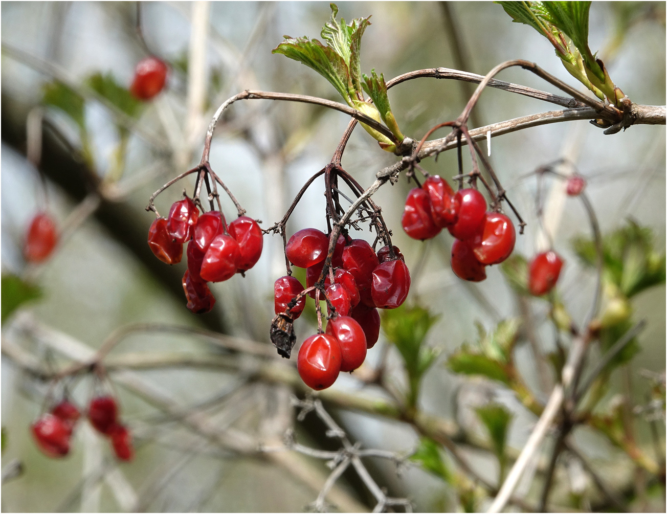 Image of Viburnum opulus specimen.