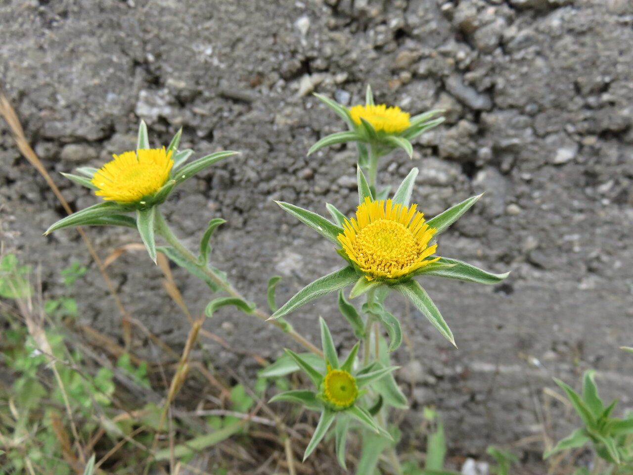 Изображение особи Pallenis spinosa.