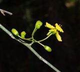 Parkinsonia florida