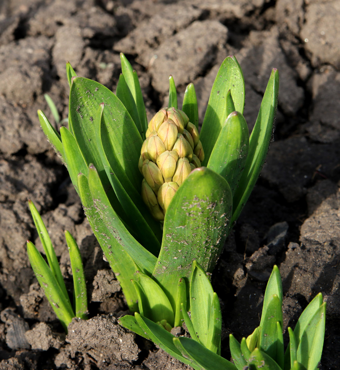 Image of Hyacinthus orientalis specimen.