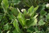 Inula orientalis