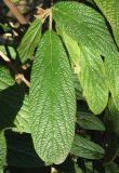 Viburnum rhytidophyllum