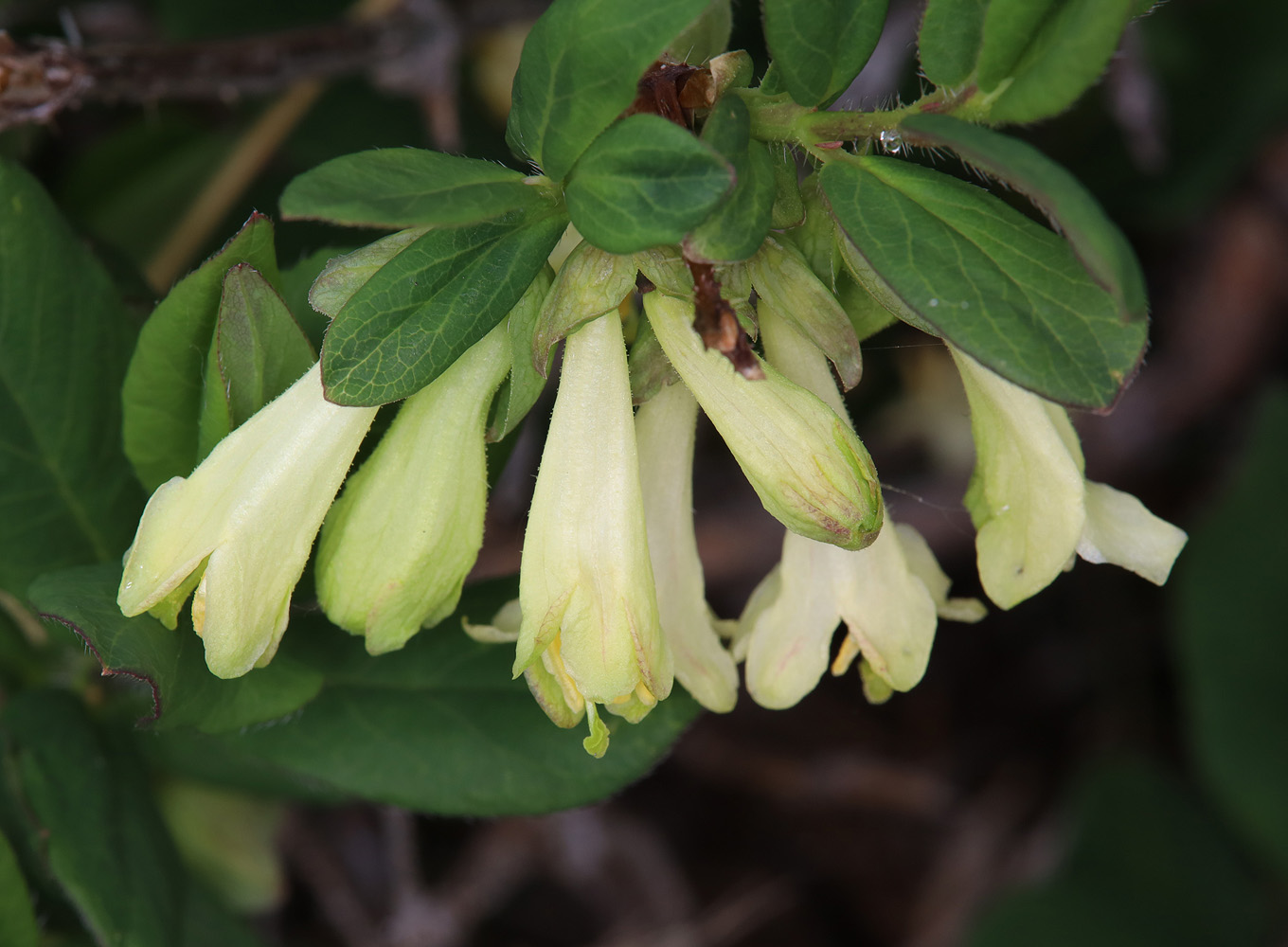 Изображение особи Lonicera hispida.