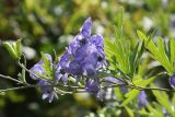 род Aconitum