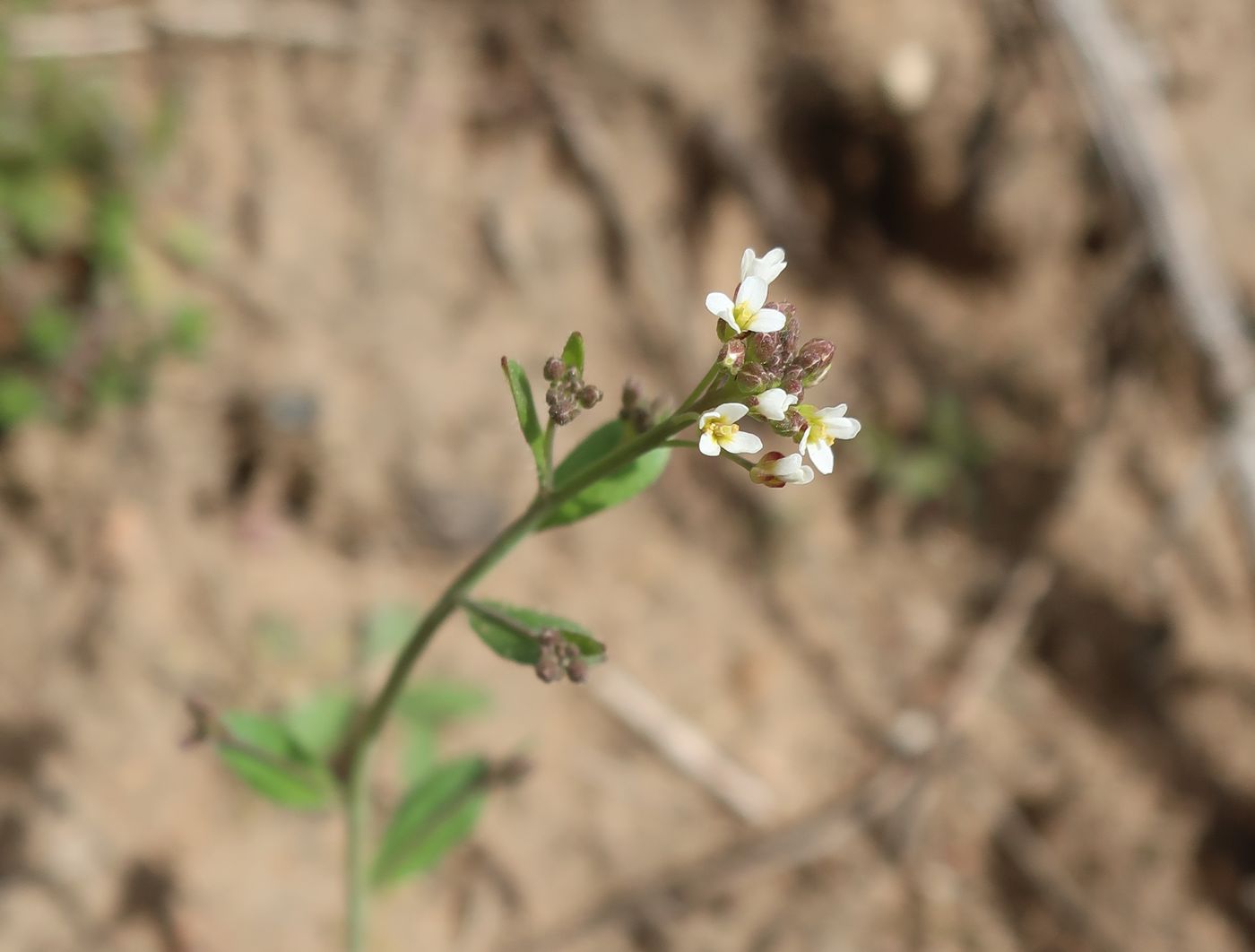 Изображение особи Arabidopsis thaliana.