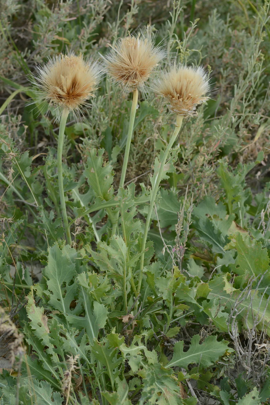 Image of Stemmacantha nitida specimen.