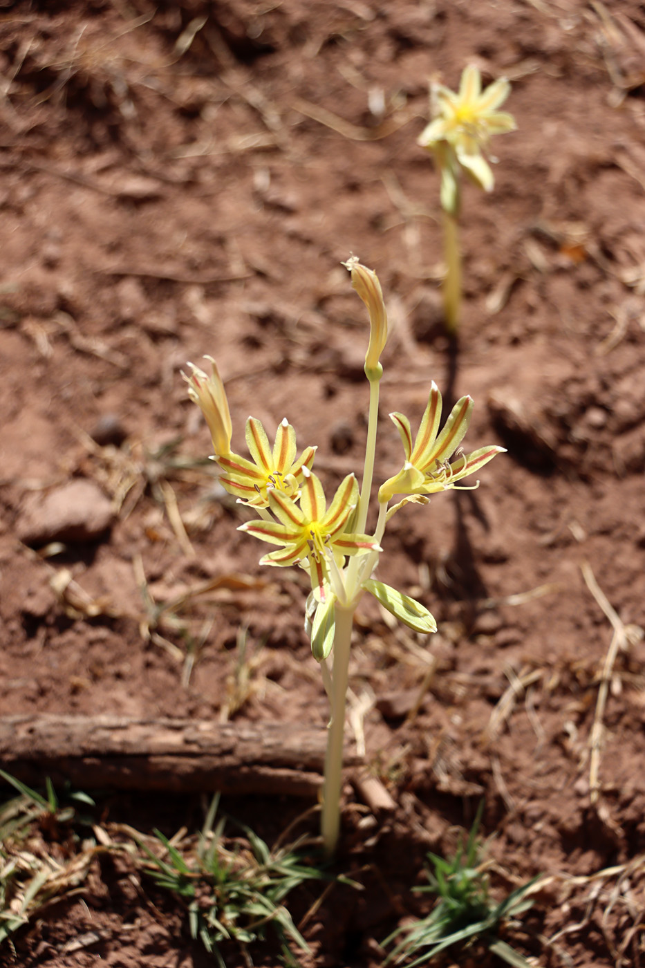 Image of Ungernia victoris specimen.