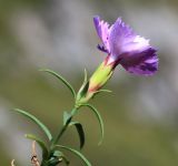 Dianthus chinensis. Верхушка побега с цветком. Приморский край, Ольгинский р-н, окр. пос. Тимофеевка, мыс Четырёх Скал, олуговелый каменистый приморский склон. 02.09.2022.