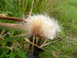 Typha angustifolia