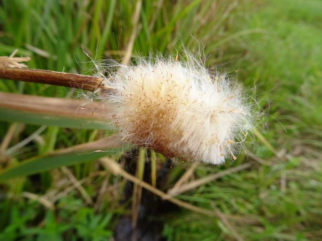 Изображение особи Typha angustifolia.