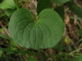 Viola caucasica