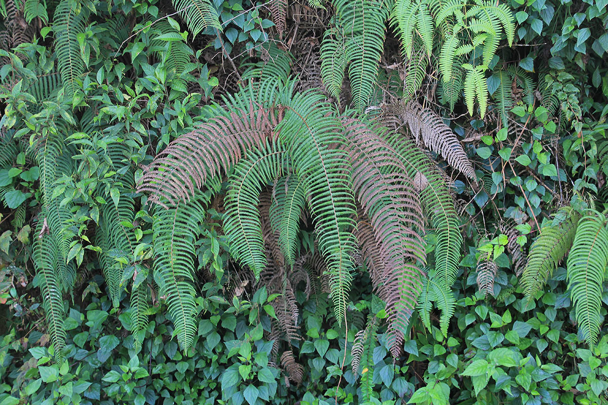 Image of class Polypodiopsida specimen.