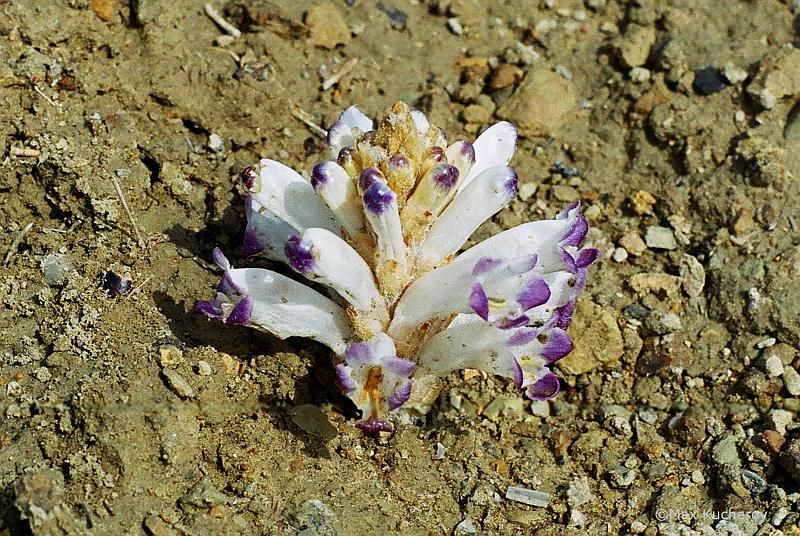Image of Cistanche salsa specimen.