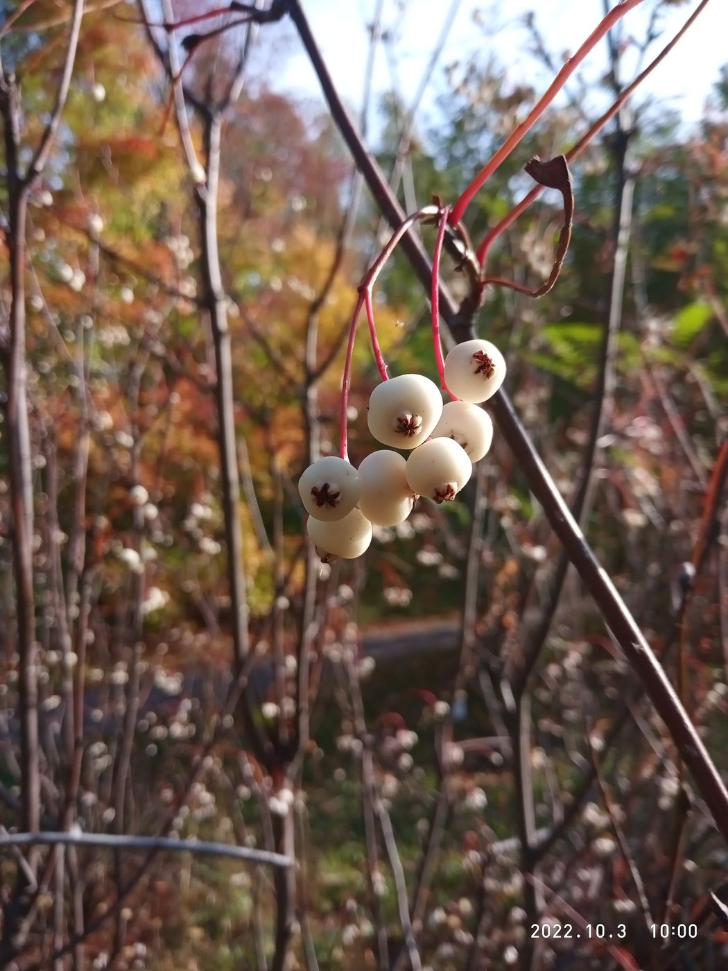 Image of Sorbus koehneana specimen.