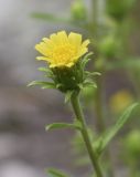 Image of taxon representative. Author is Светлана Коурова