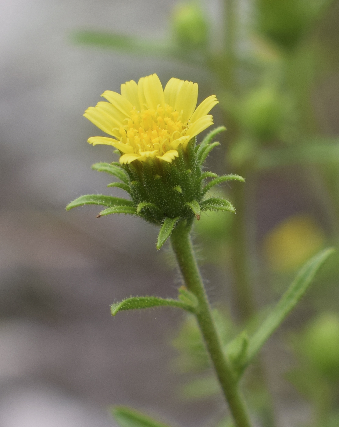 Image of Dittrichia graveolens specimen.