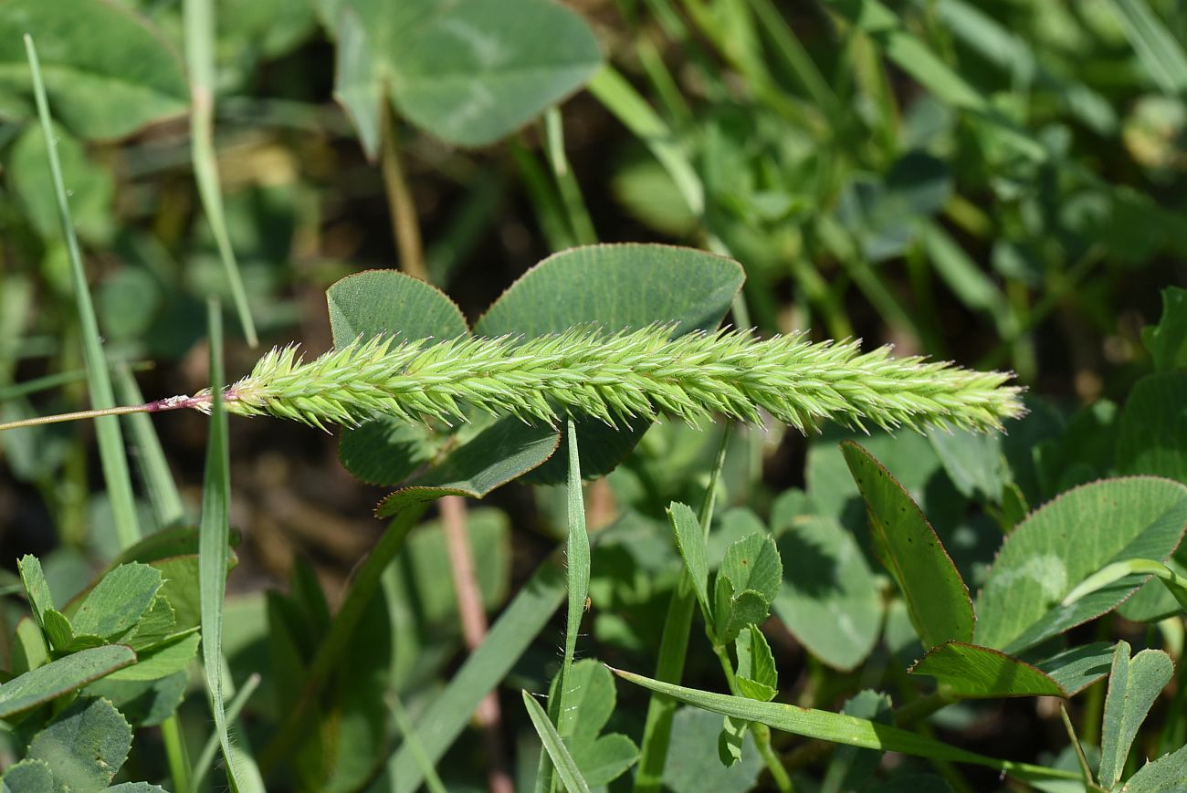 Image of Phleum montanum specimen.