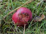 Malus niedzwetzkyana