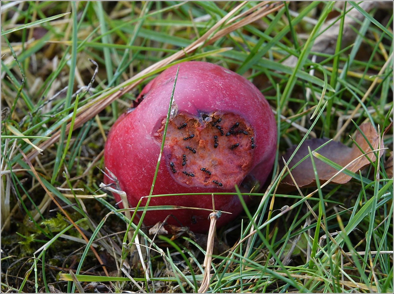 Изображение особи Malus niedzwetzkyana.