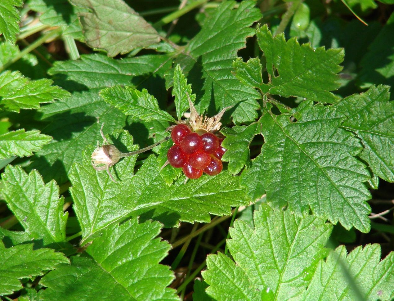 Изображение особи Rubus arcticus.