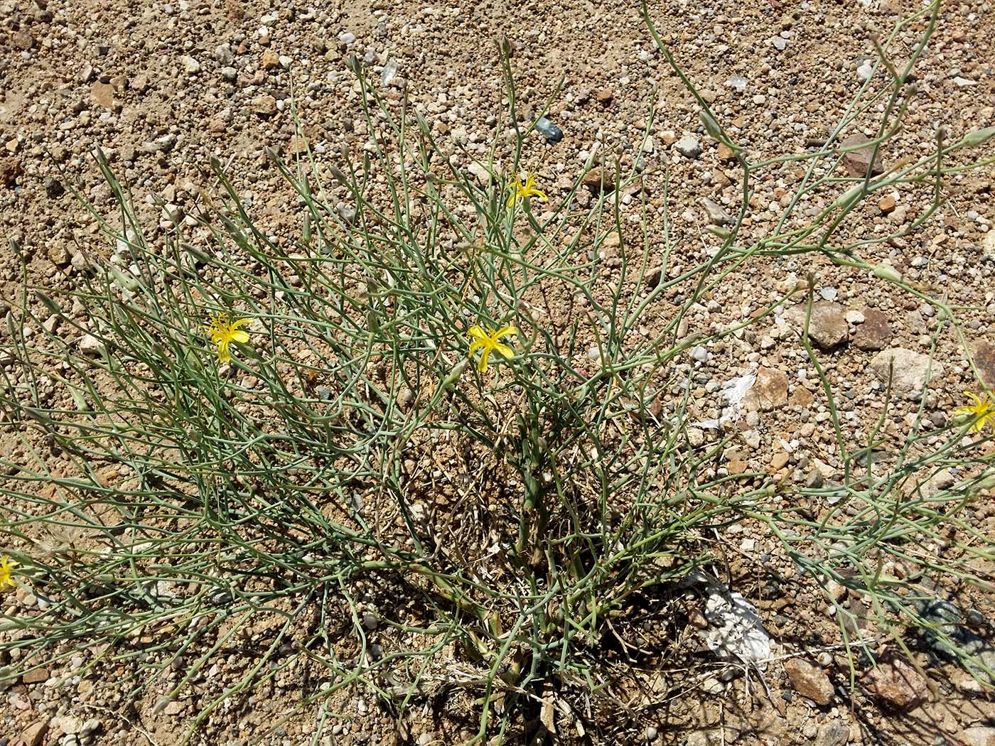 Image of Scorzonera divaricata specimen.