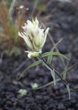 Castilleja pavlovii