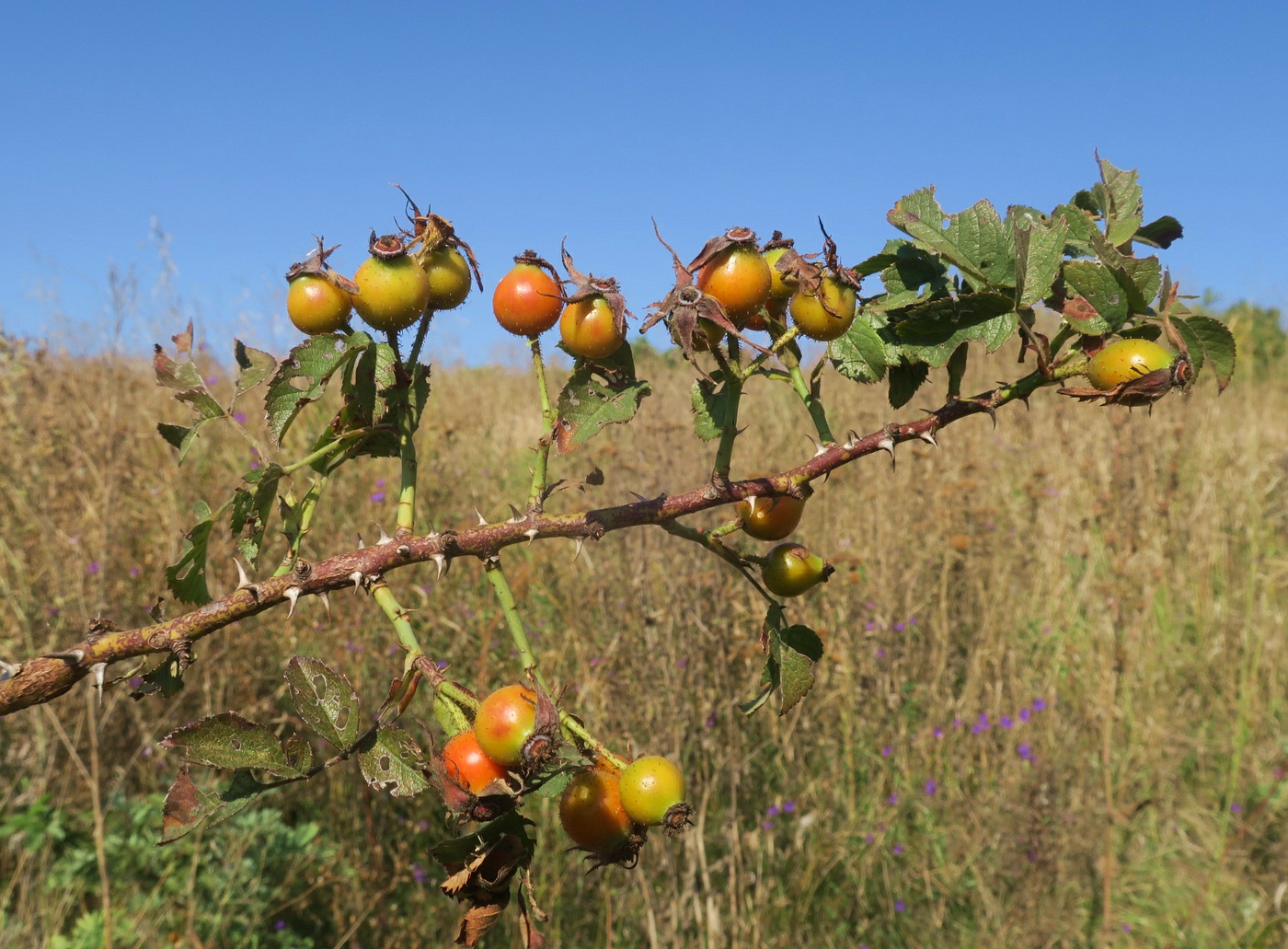 Image of Rosa corymbifera var. tomentosa specimen.