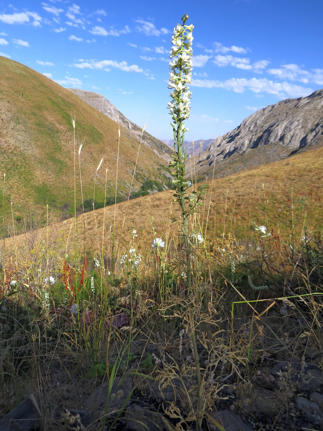 Image of Delphinium biternatum specimen.