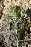 Carlina vulgaris