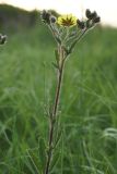 genus Potentilla. Верхушка цветущего растения. ДНР, Донецк, балка Бирючья, степь. 28.05.2021.