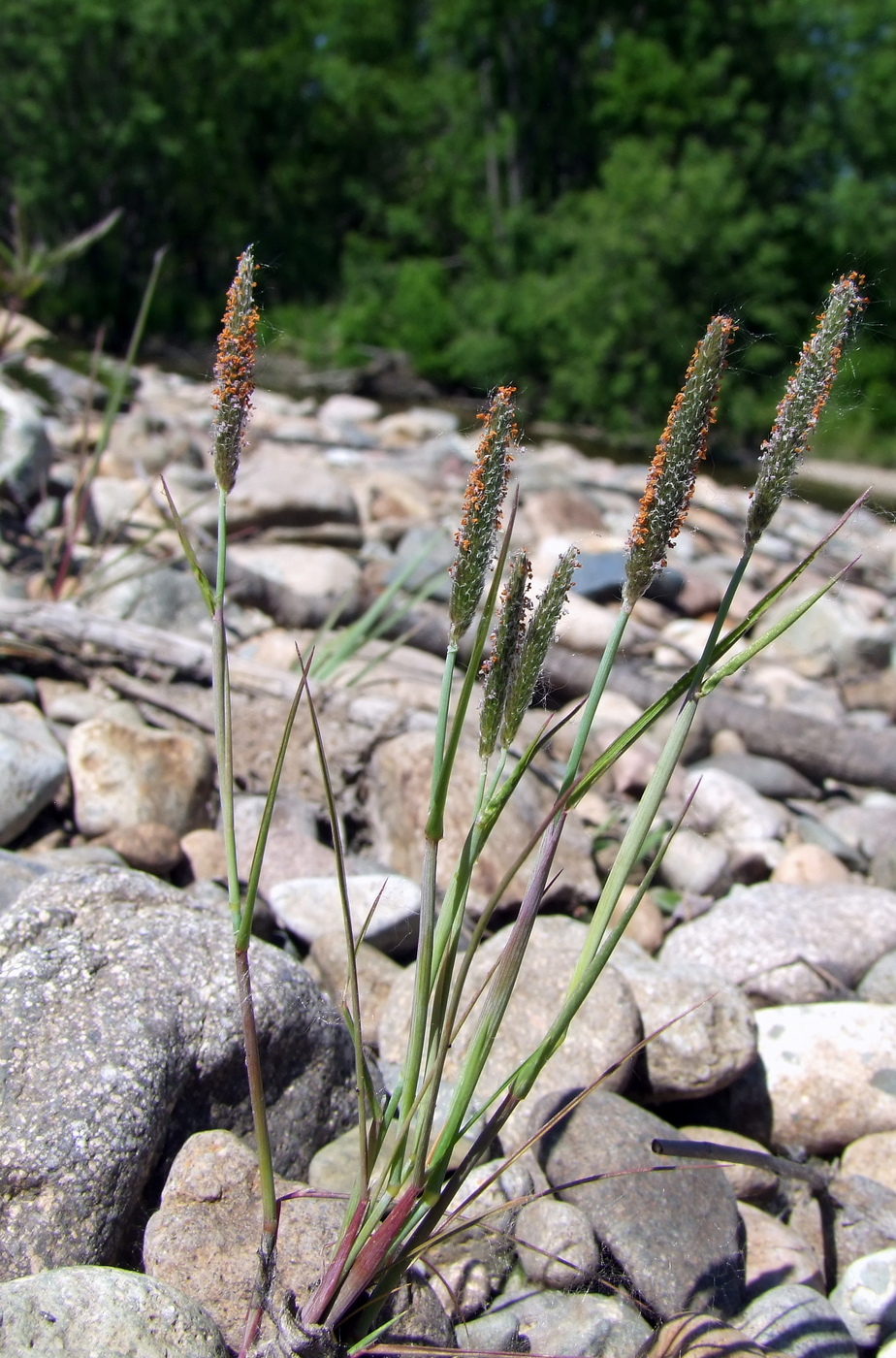 Image of Alopecurus aequalis specimen.