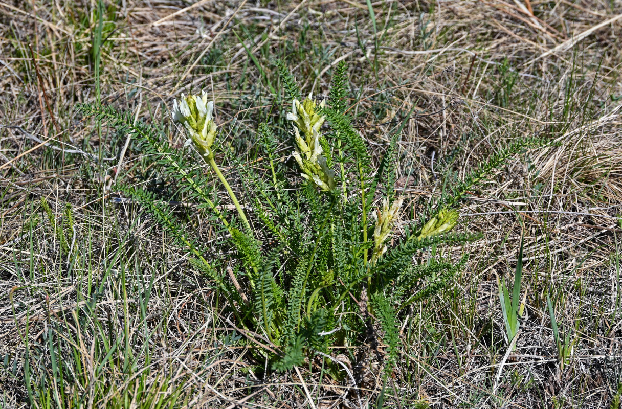 Image of Oxytropis muricata specimen.