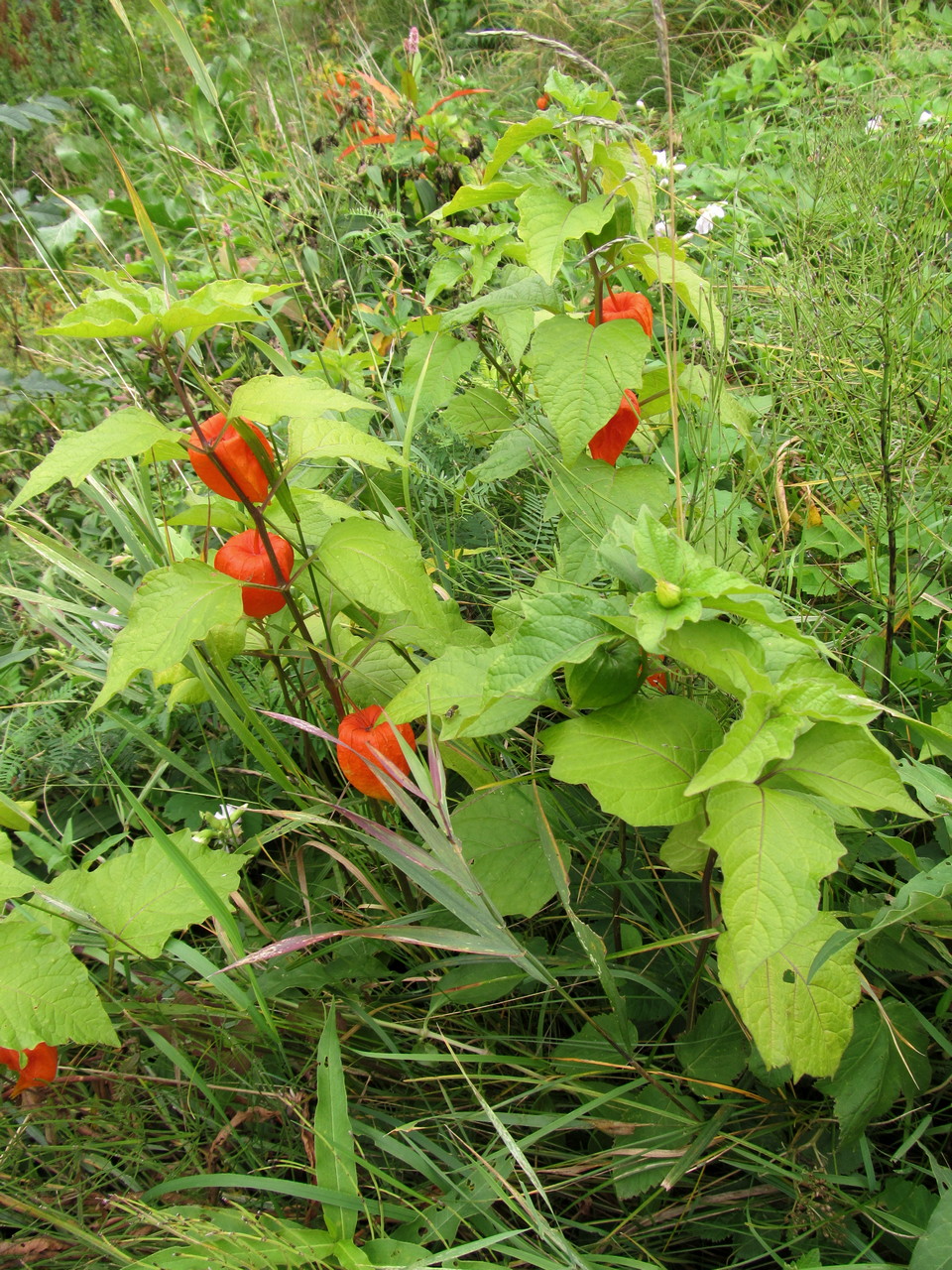 Image of Alkekengi officinarum specimen.