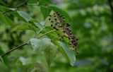 Sambucus nigra. Верхушка ветви с созревающим соплодием. Чечня, Шатойский р-н, Нихалойские водопады, широколиственный лес. 26.07.2022.